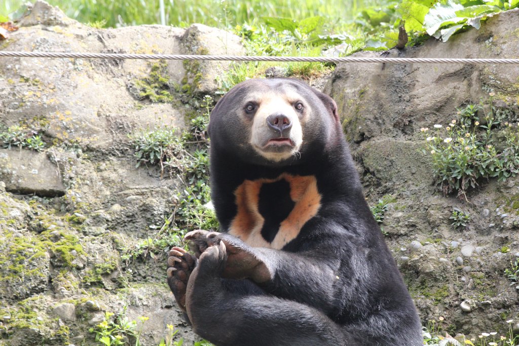 Sun Bear