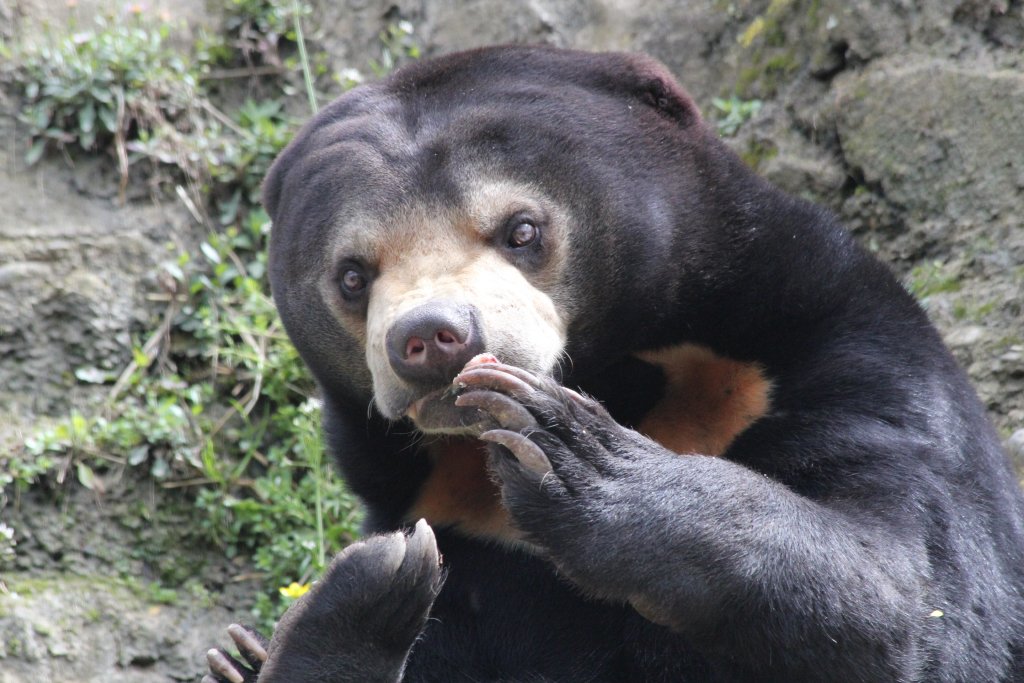 Sun Bear