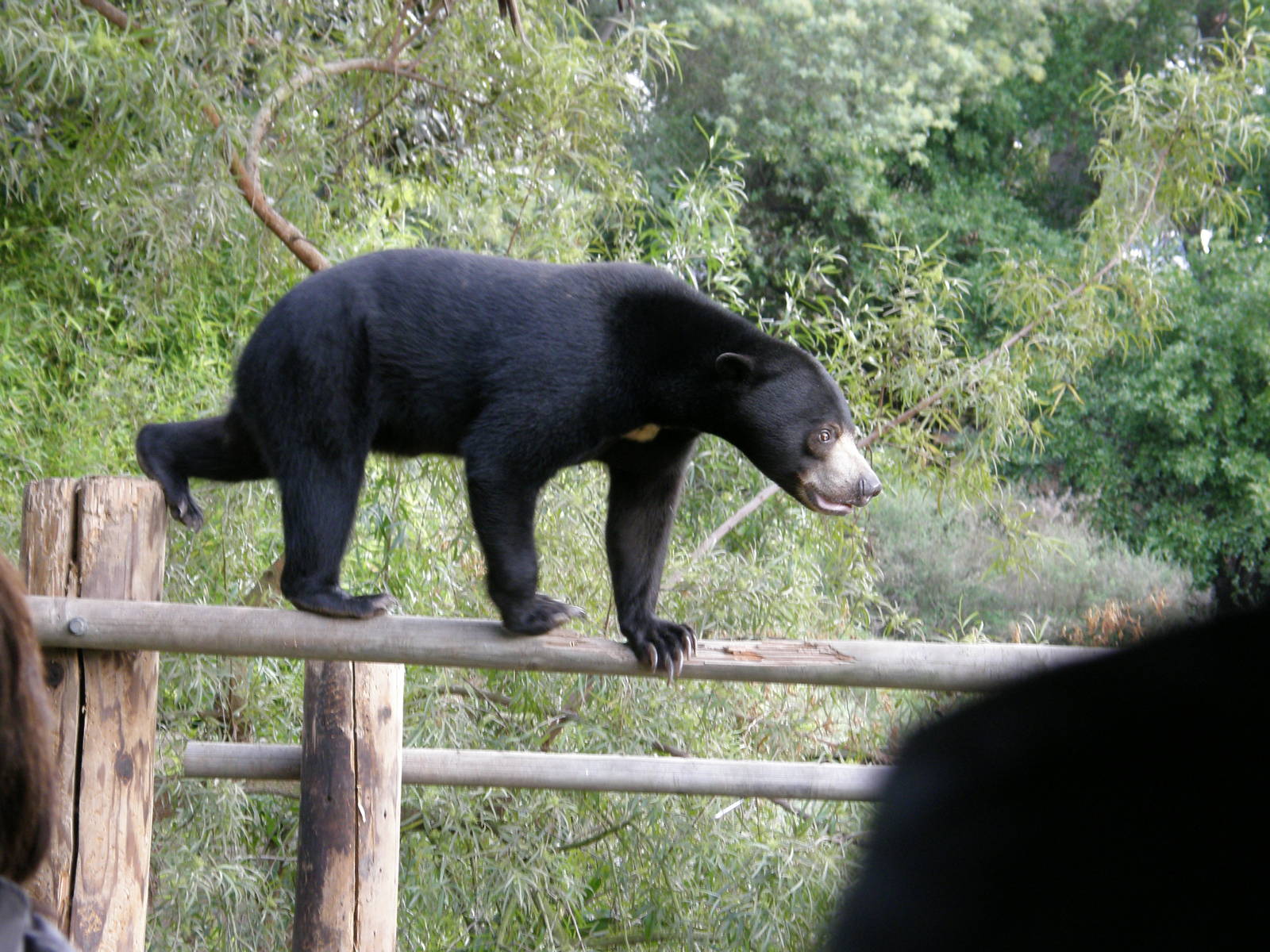 sun bear