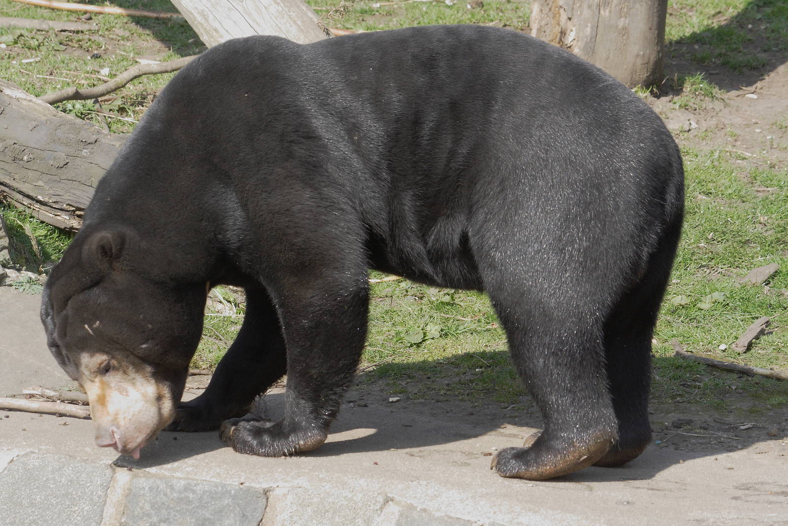 Sun bear