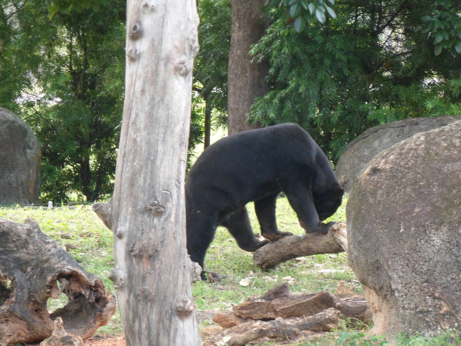 Sun Bear