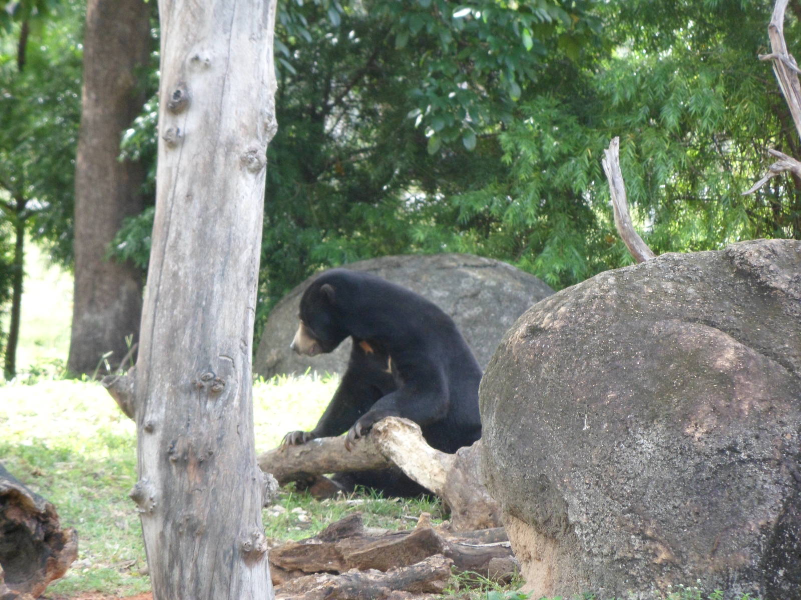 Sun Bear