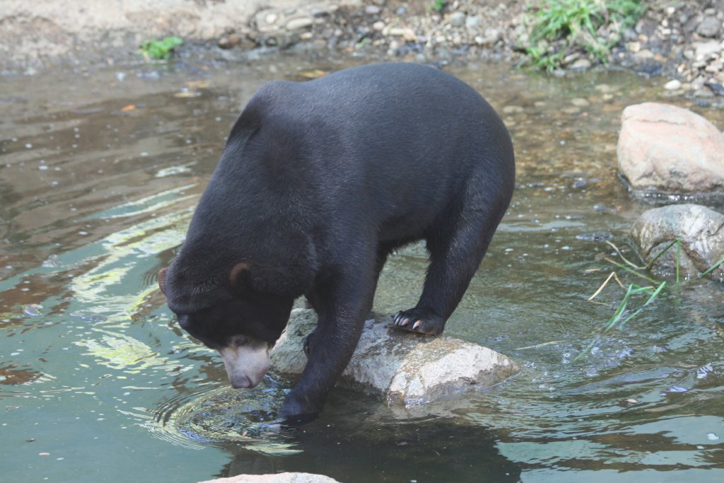 Sun Bear