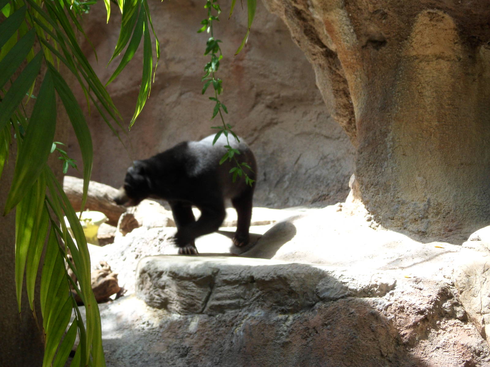 Sun Bear