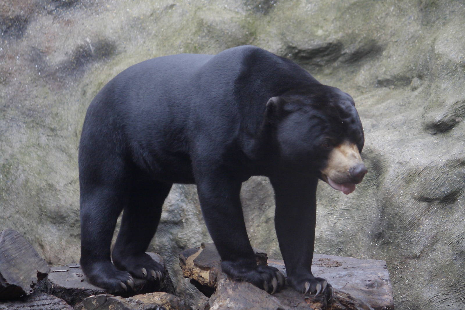 Sun bear