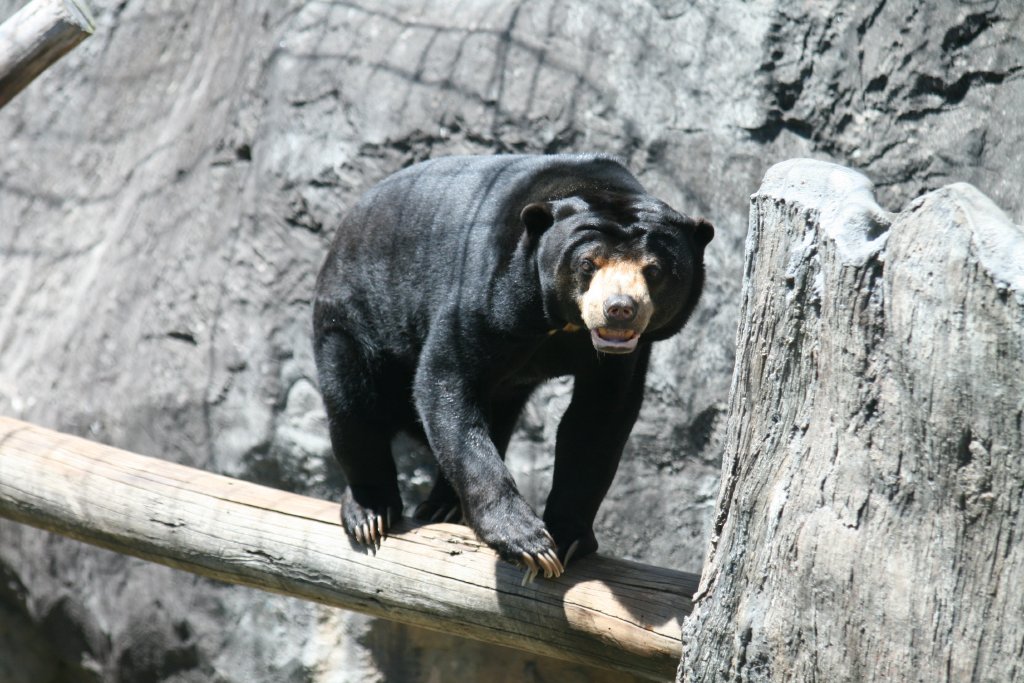 Sun Bear