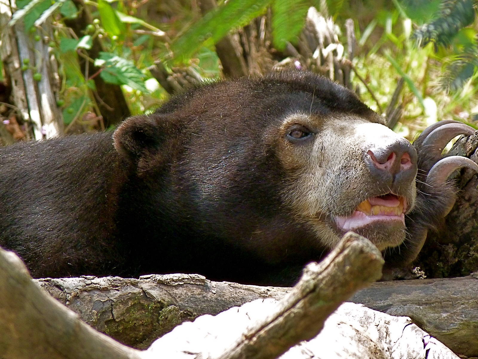 Sun Bear