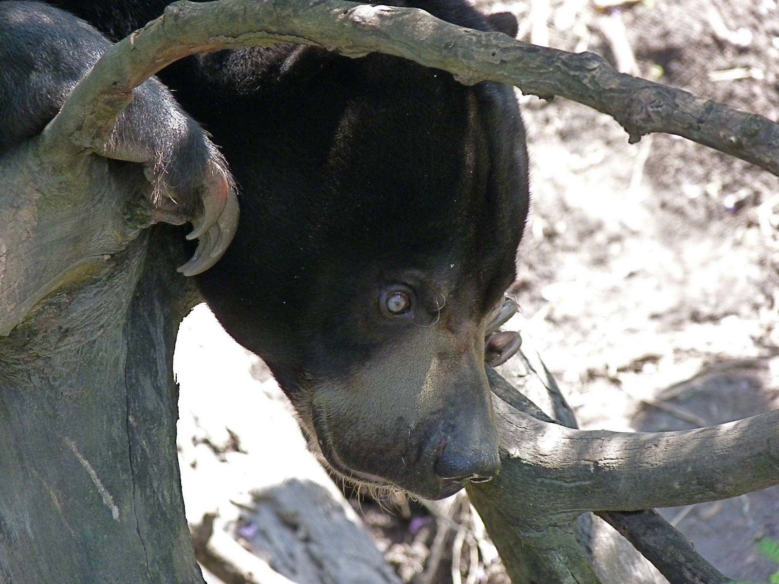 Sun Bear