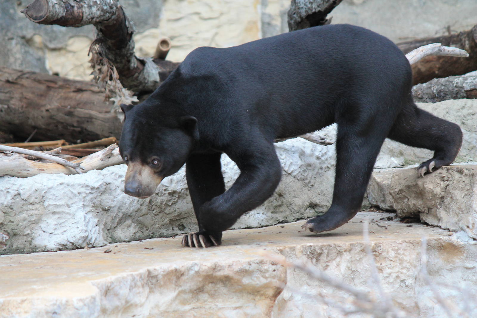 Sun Bear