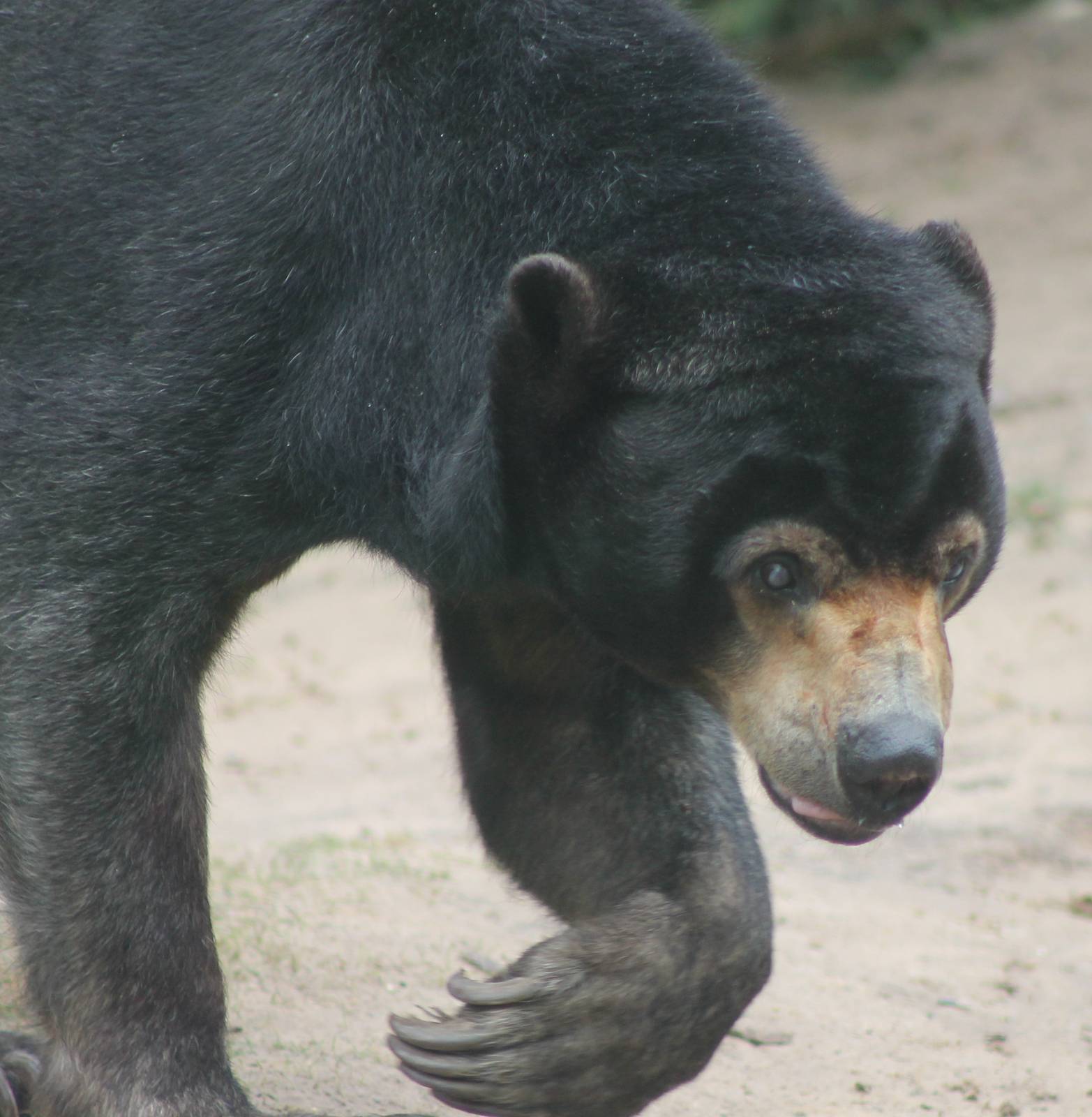 Sun bear