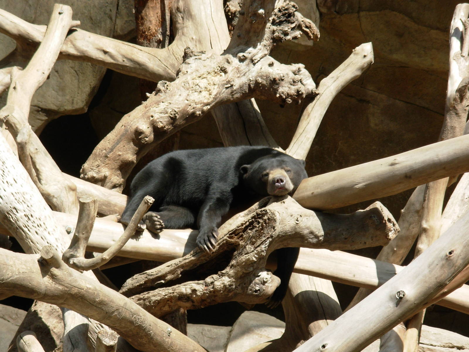 Sun Bear