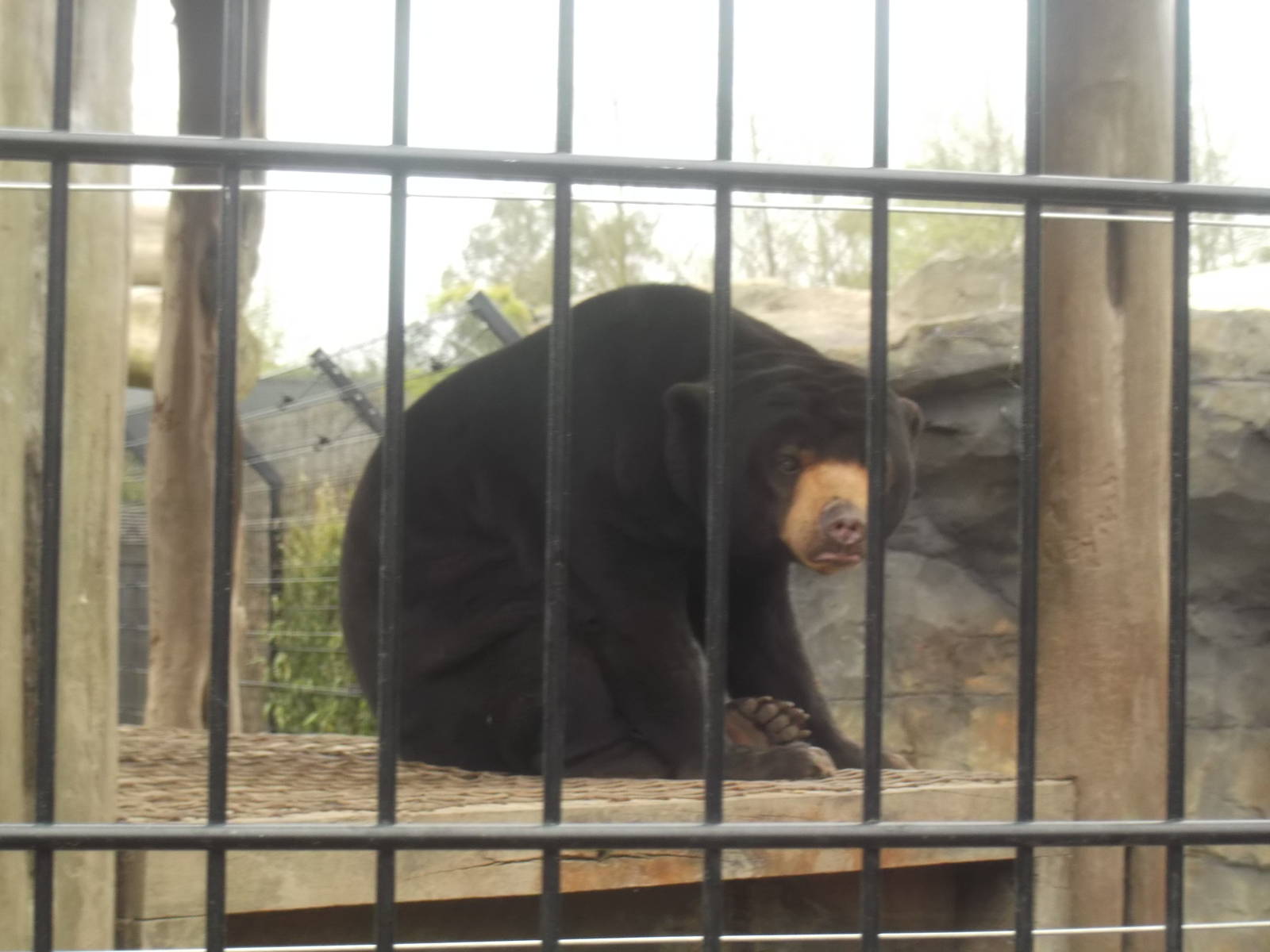 sun bear