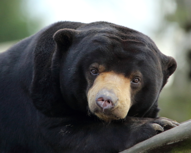 Sun Bear