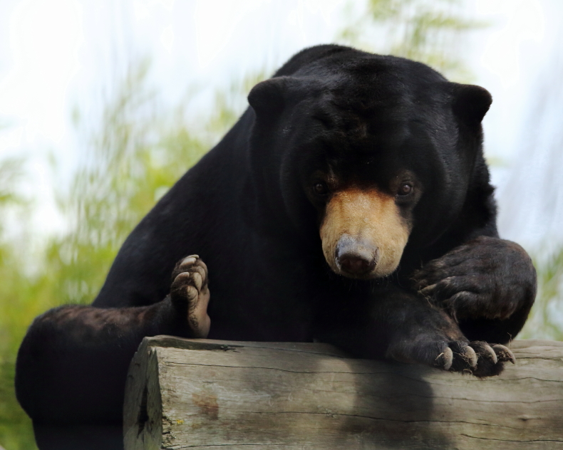Sun Bear