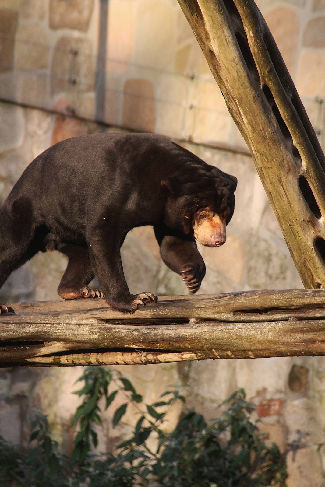 Sun Bear
