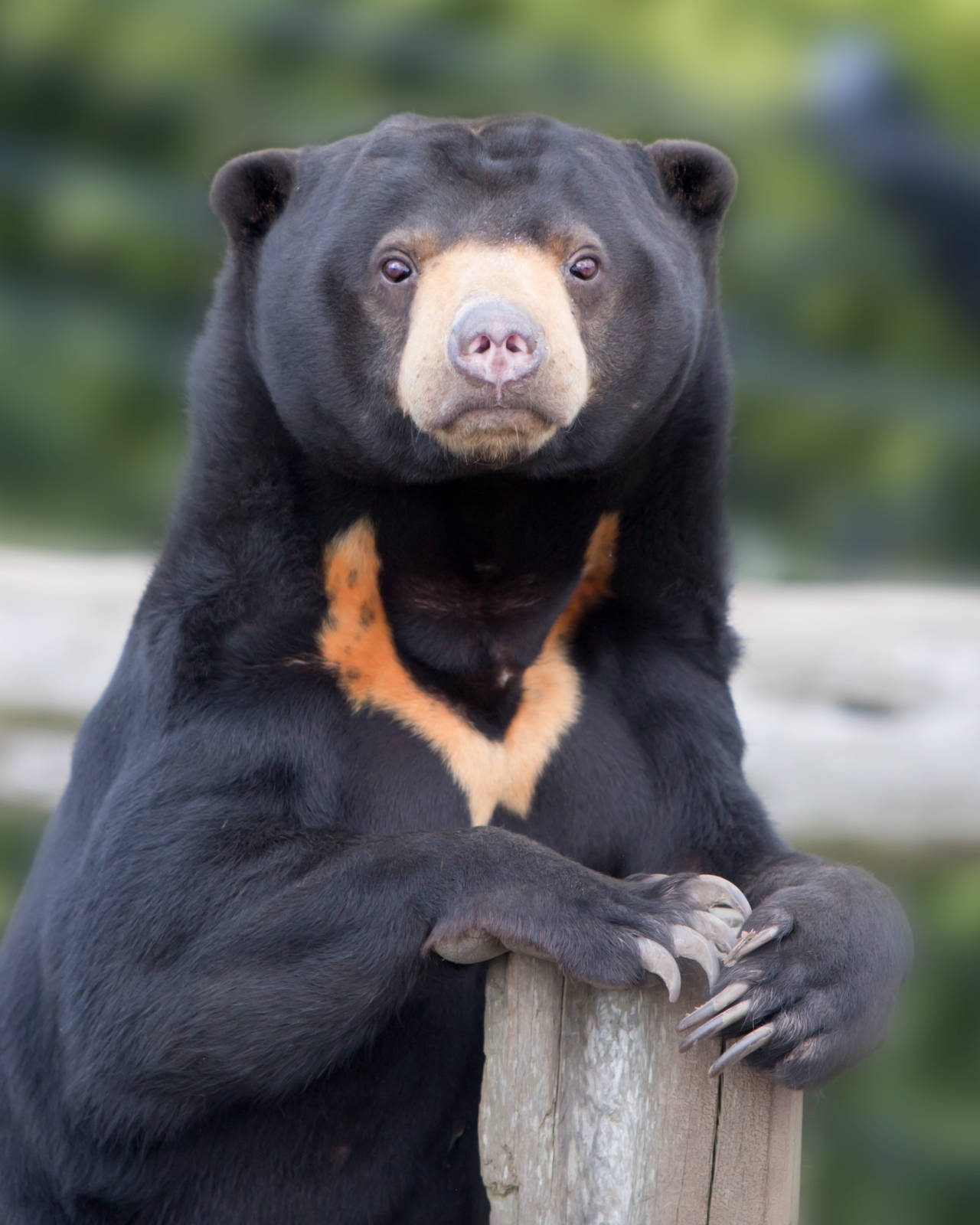 Sun Bear