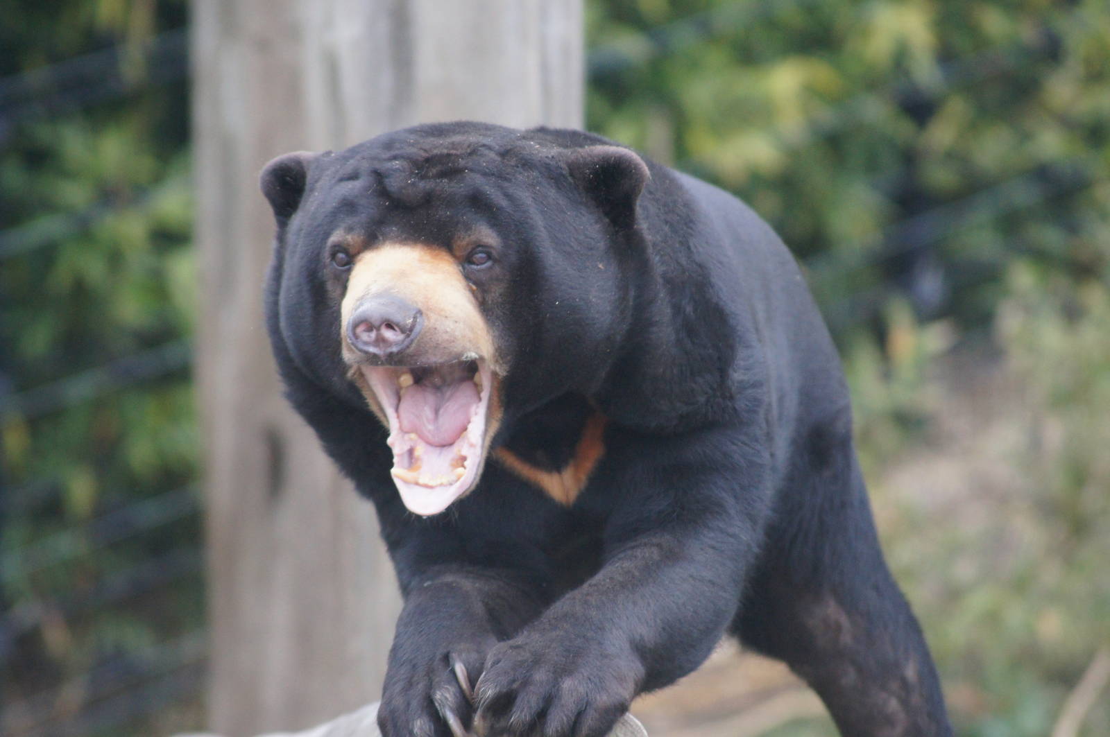 Sun bear