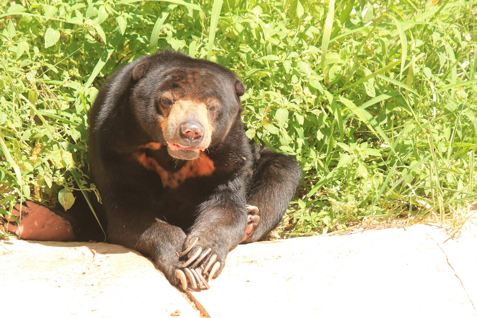 Sun Bear