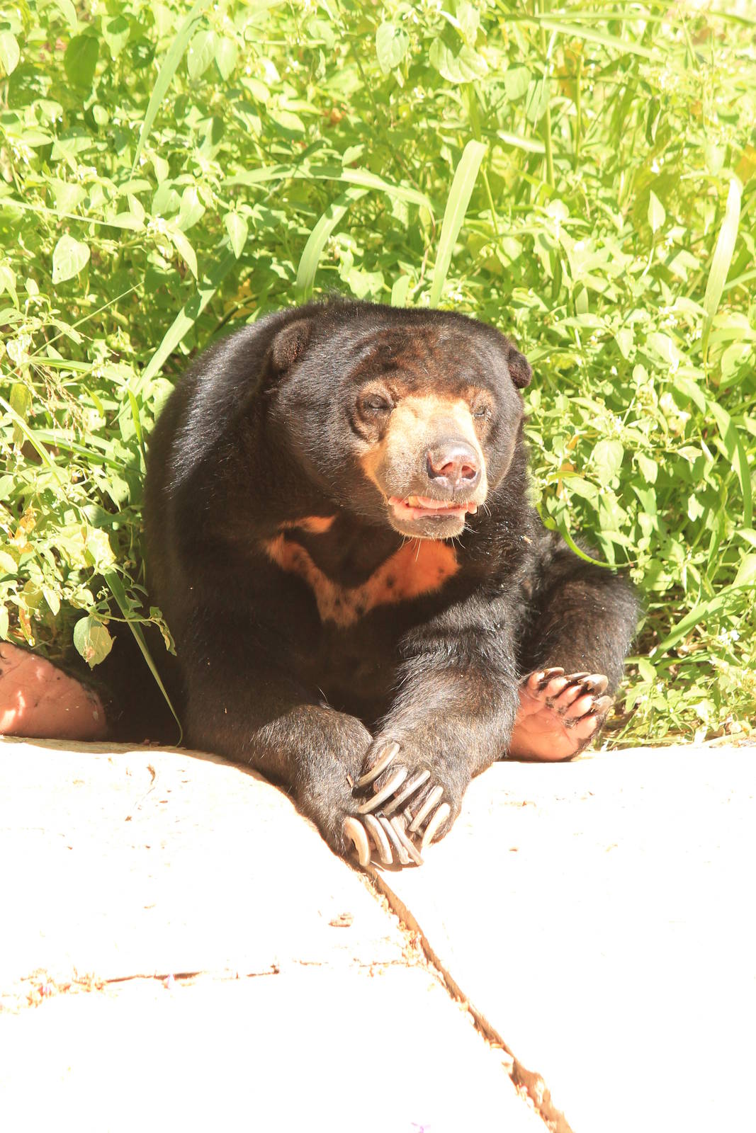 Sun Bear
