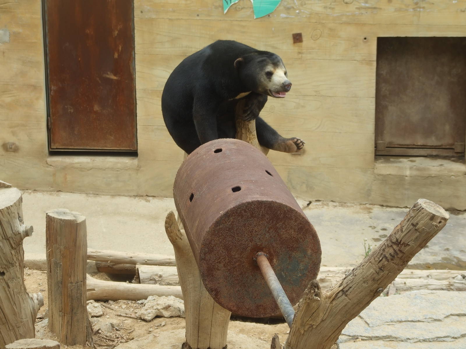 sun bear