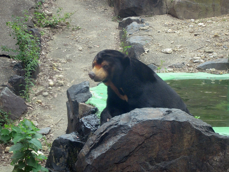 Sun Bear