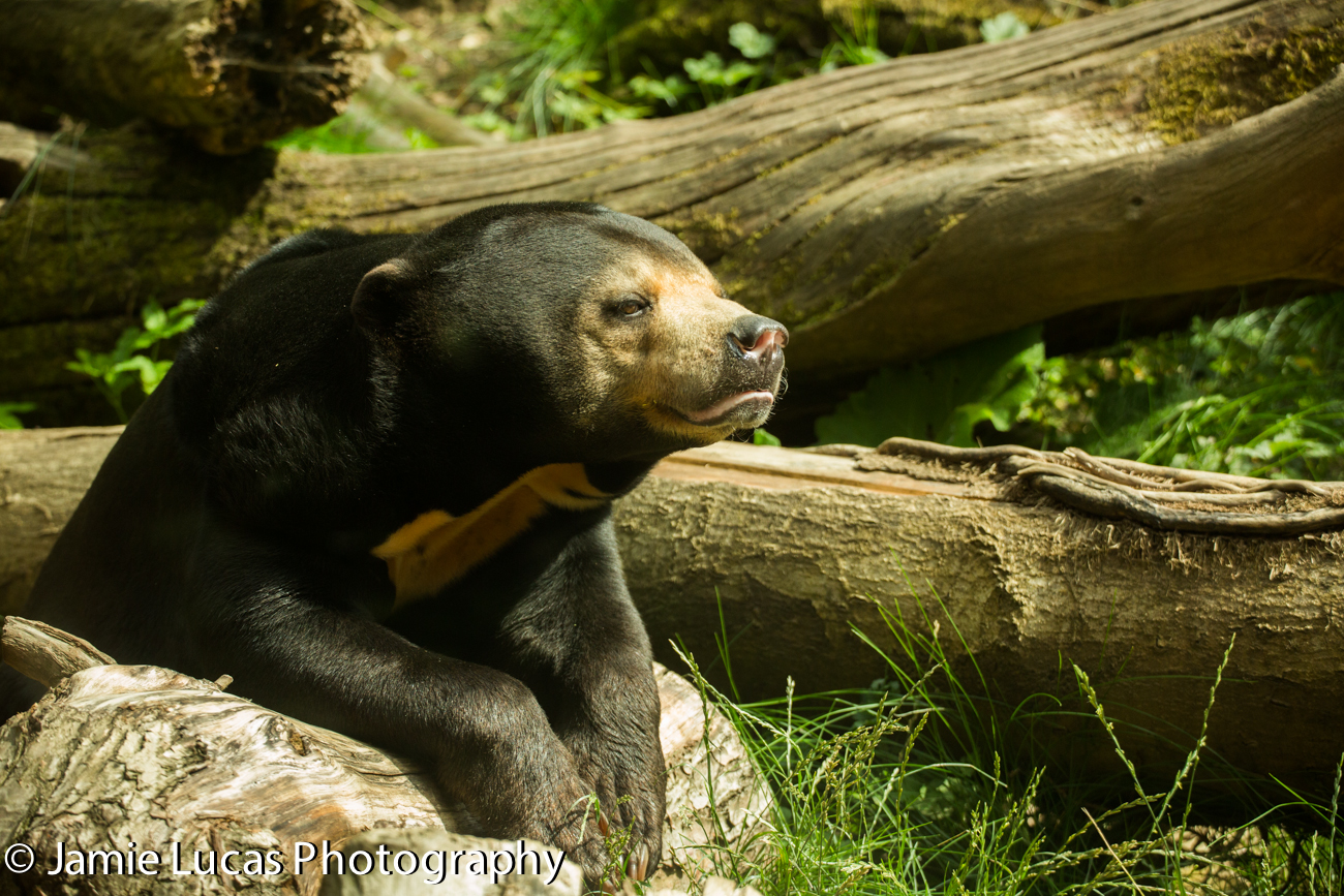 Sun Bear