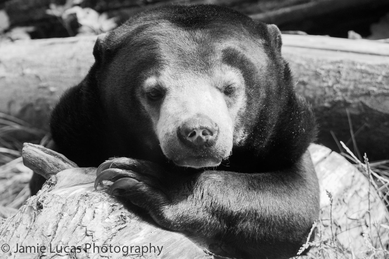 Sun Bear