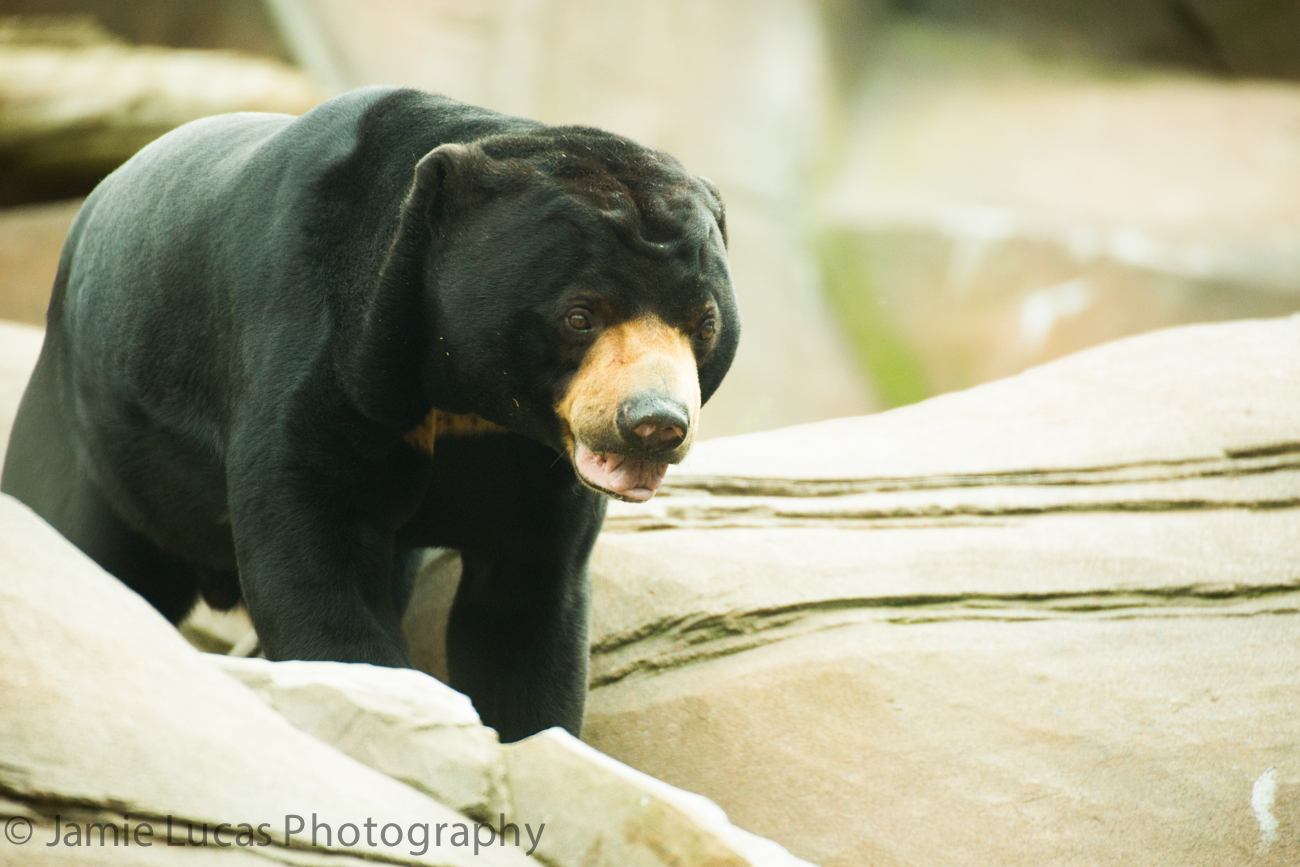 Sun Bear