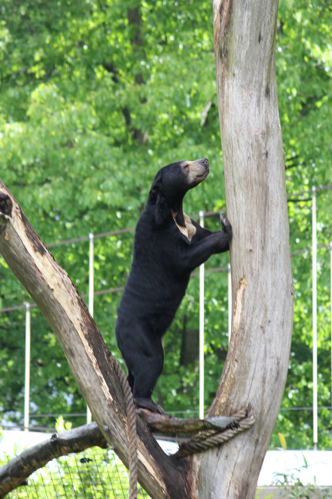 Sun bear