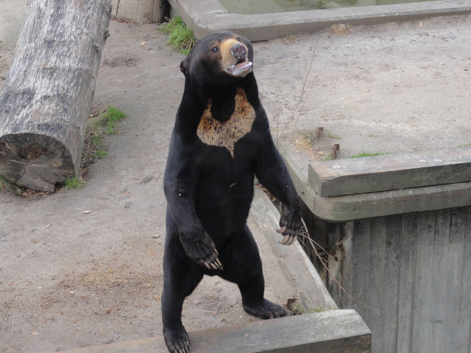 Sun bear