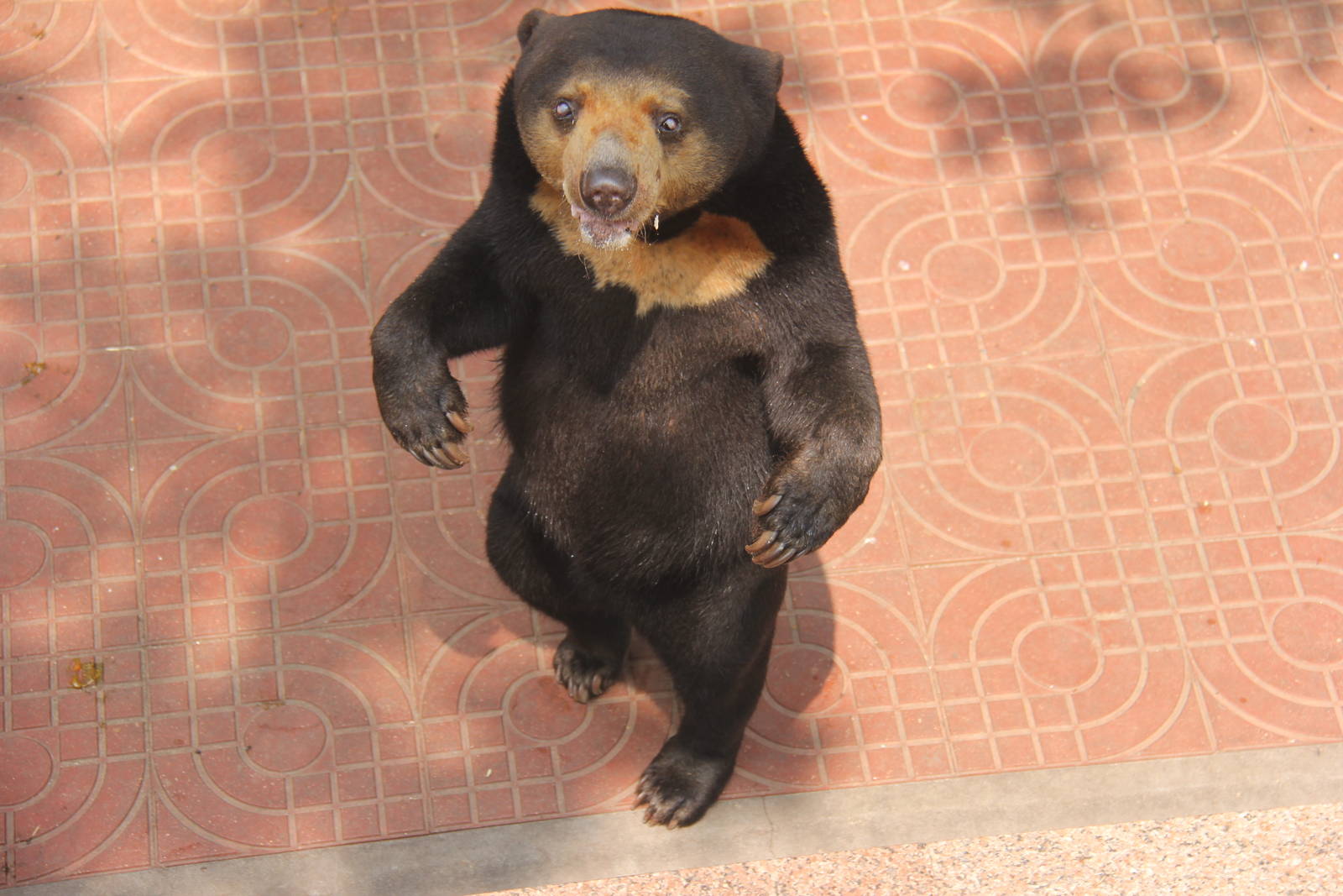 Sun bear