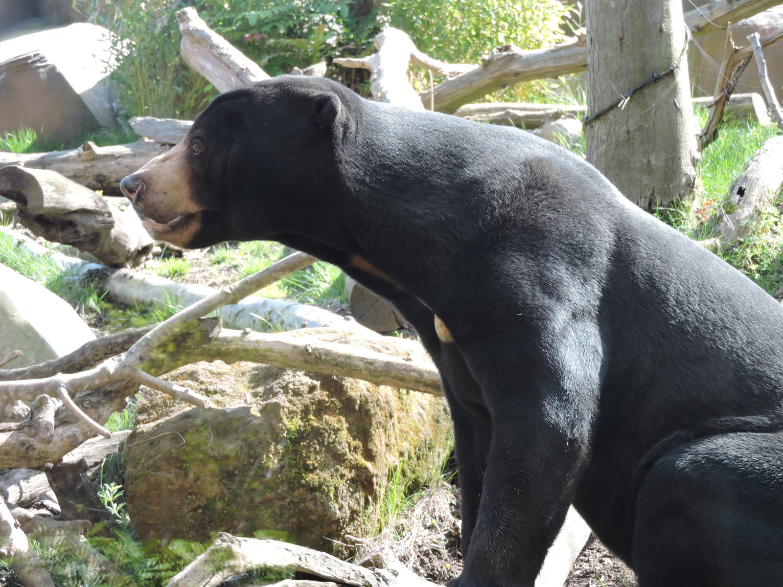 Sun Bear