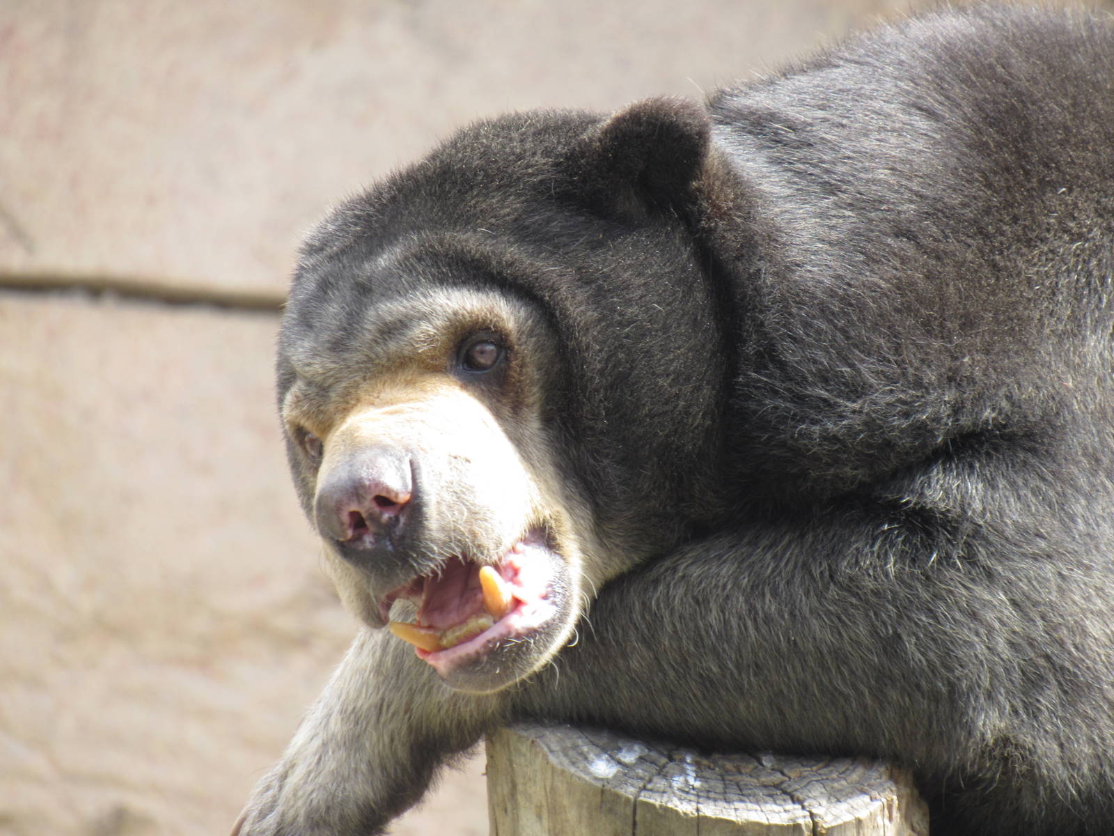 Sun Bear