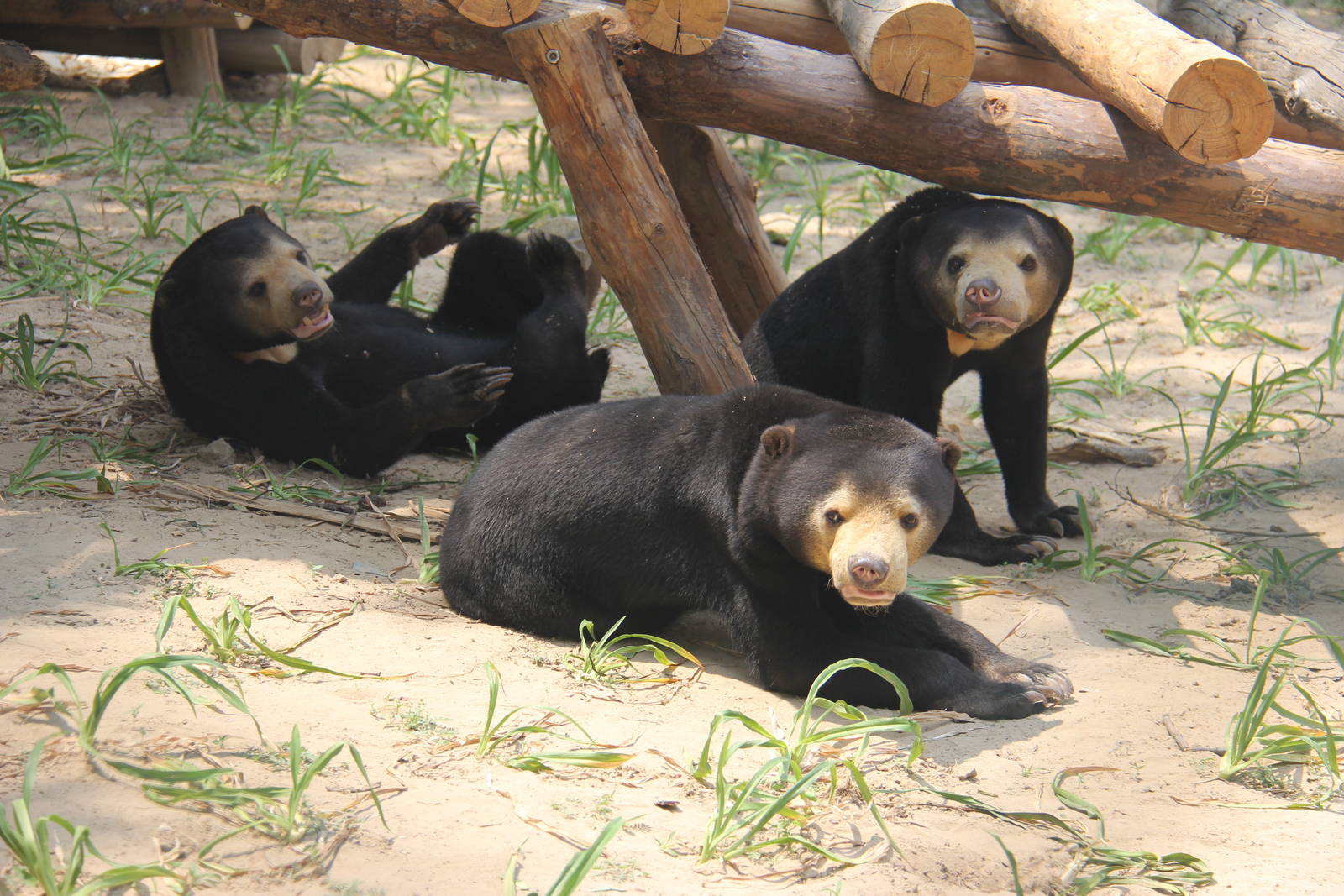 Sun bear