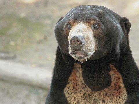 Sun Bear