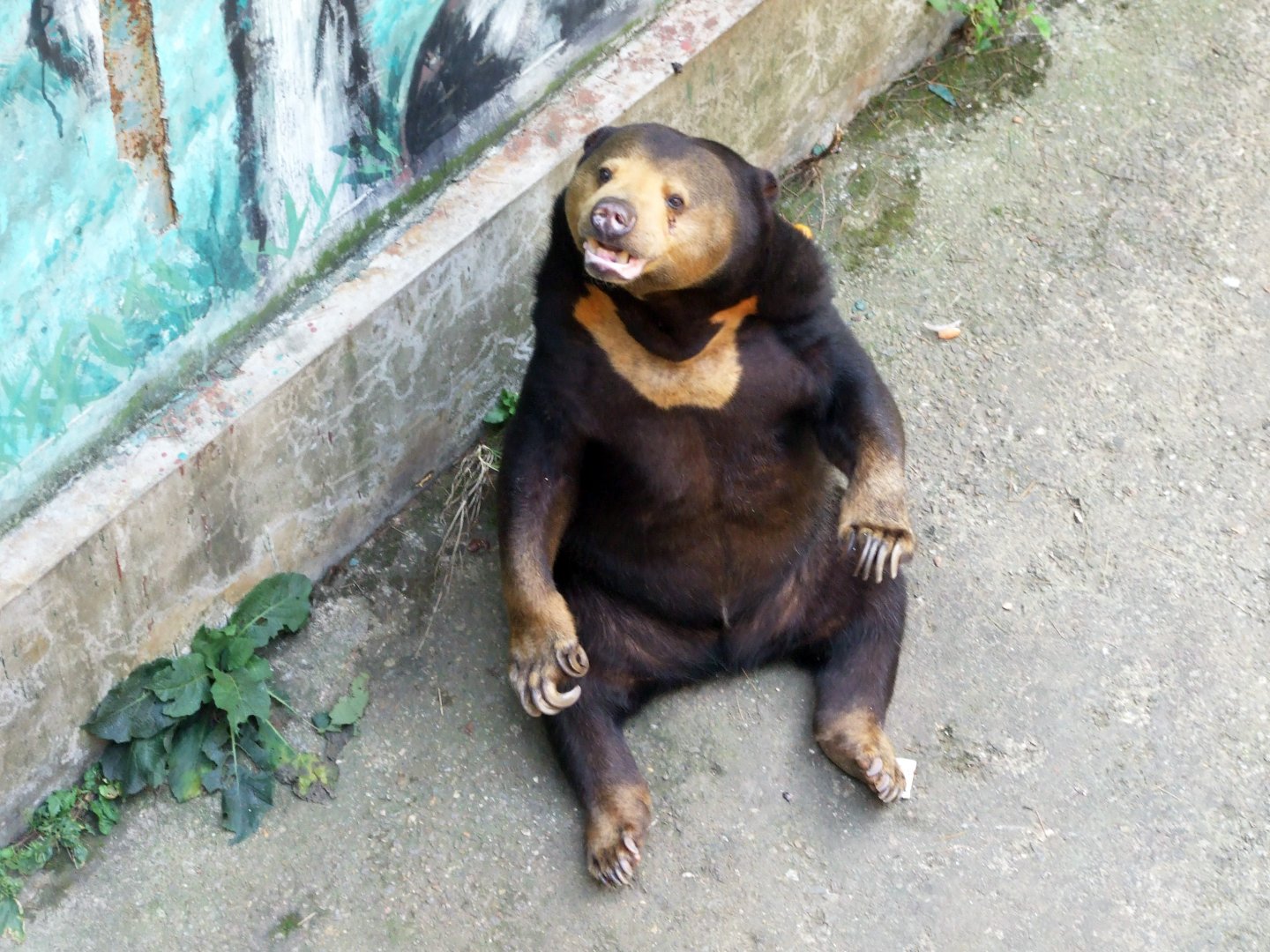 Sun bear