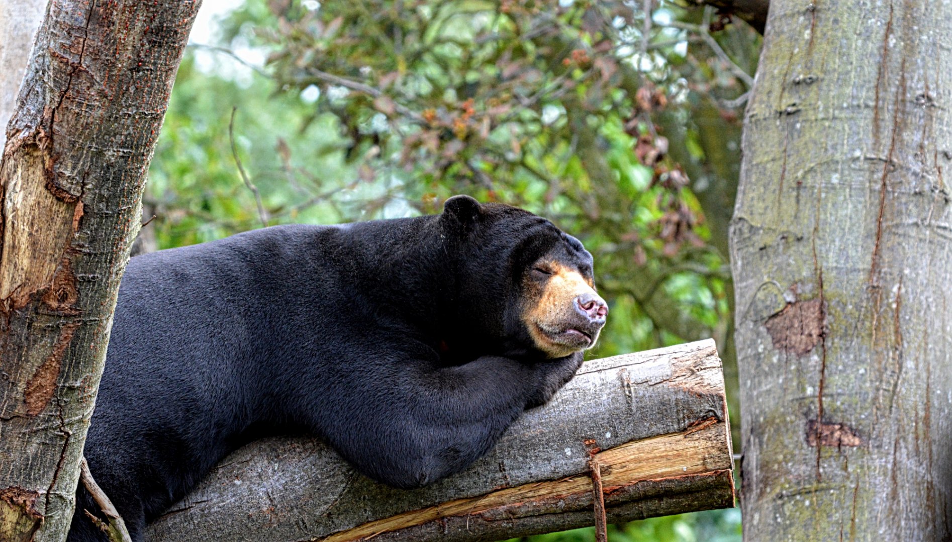 Sun Bear