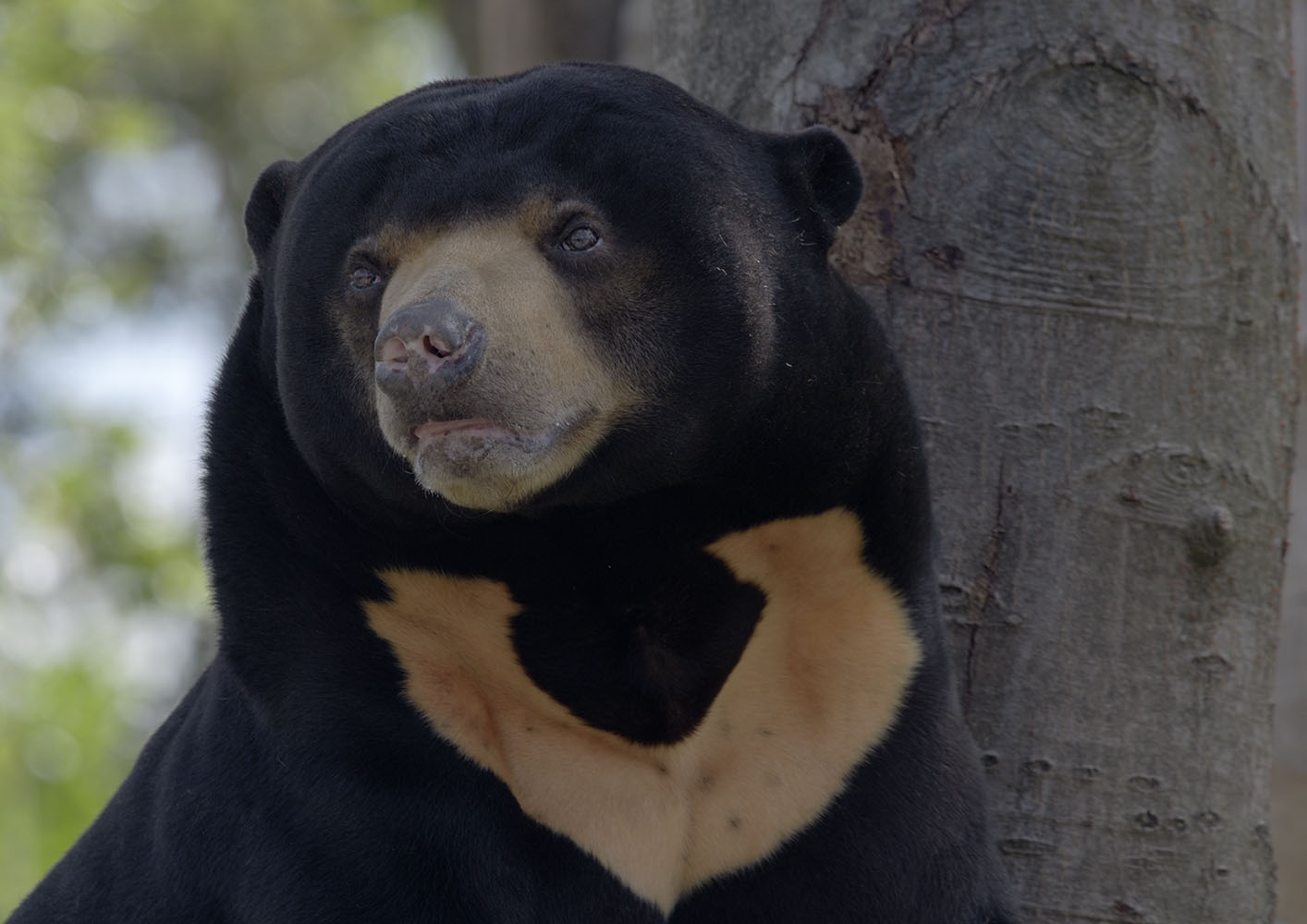 Sun bear