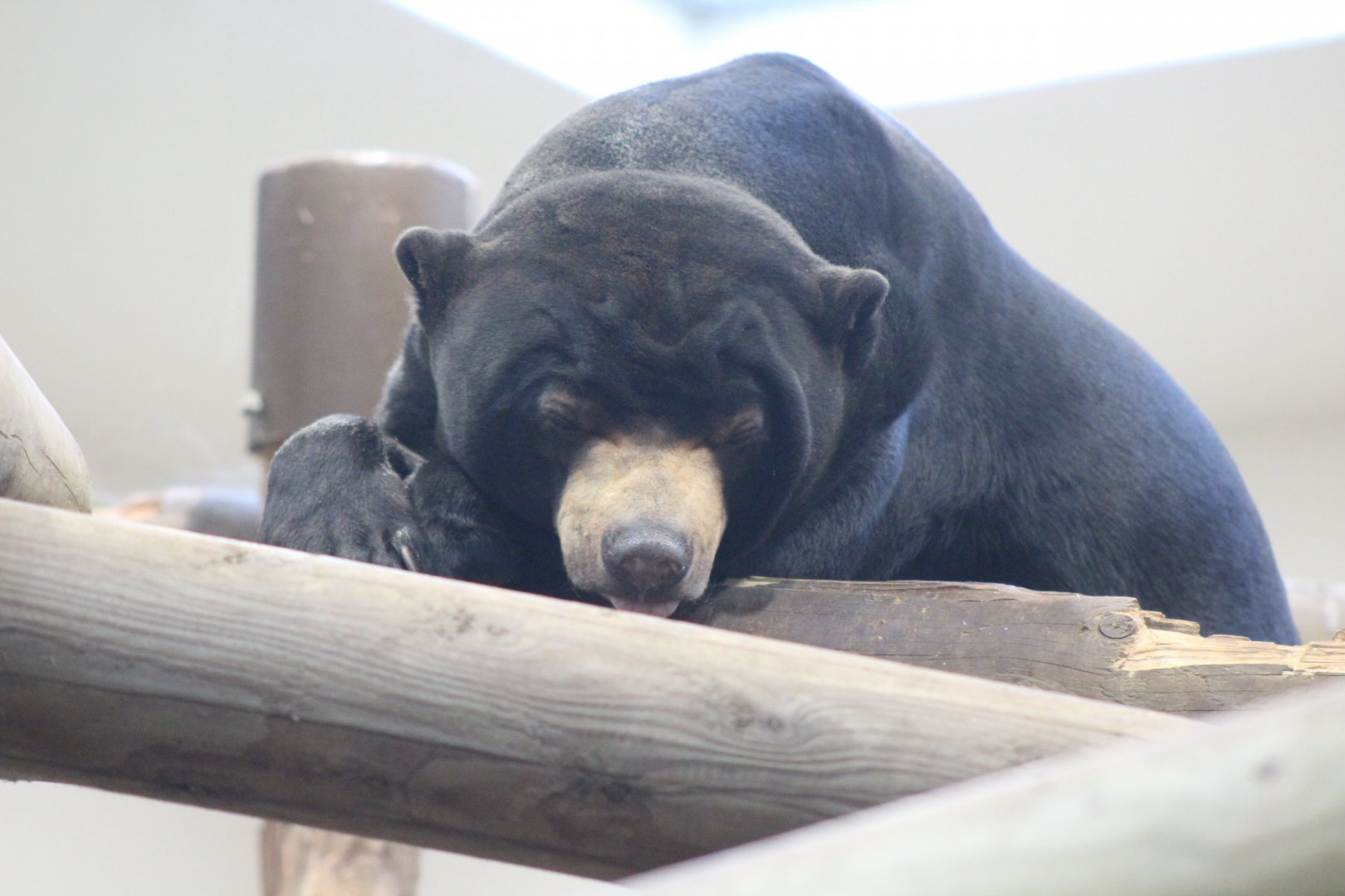 Sun Bear