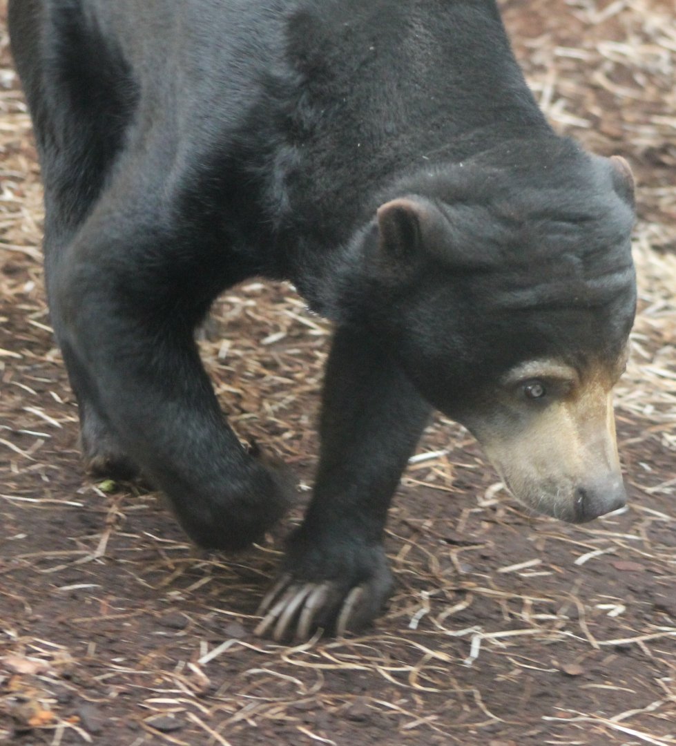 Sun bear