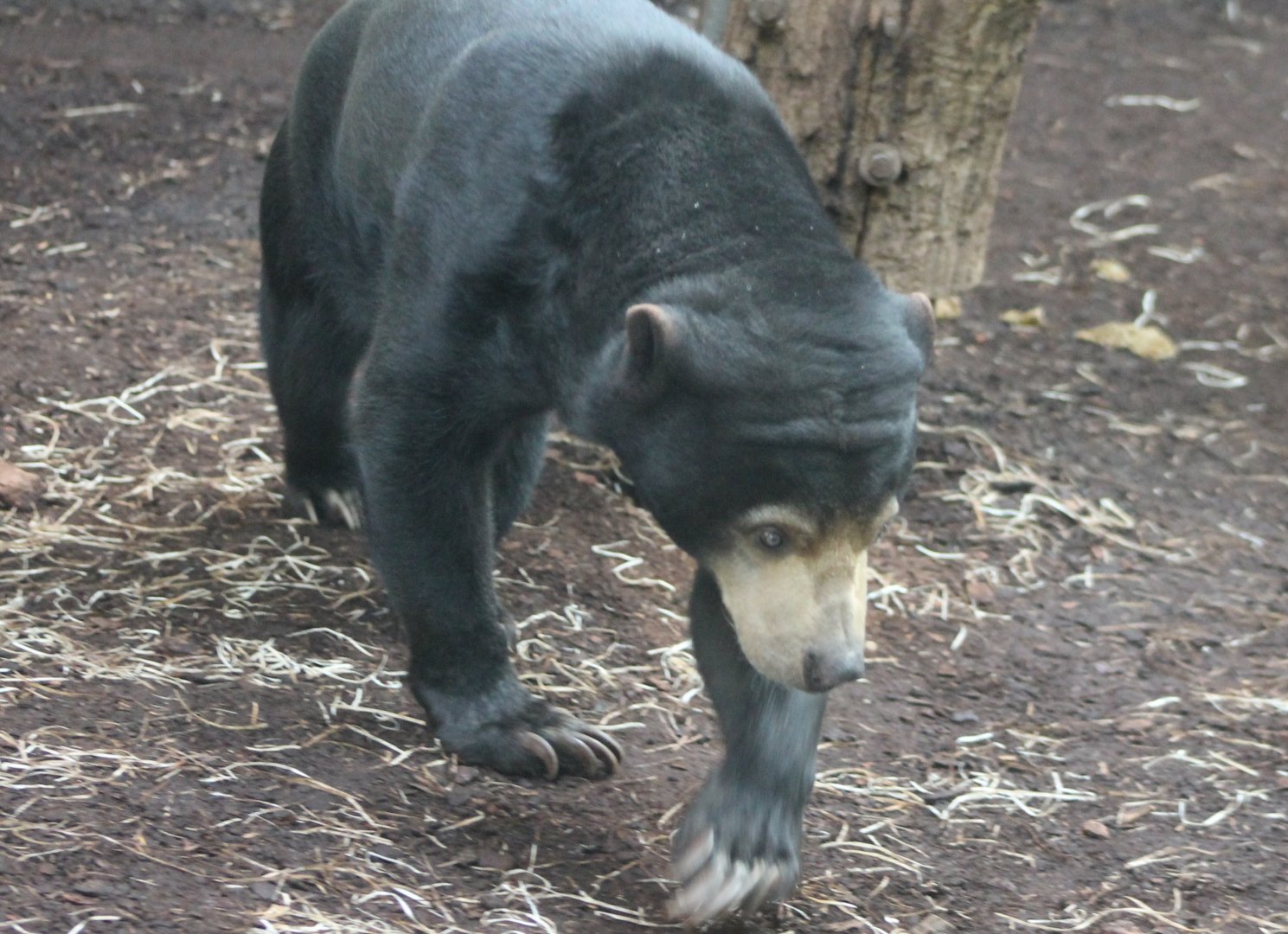 Sun bear