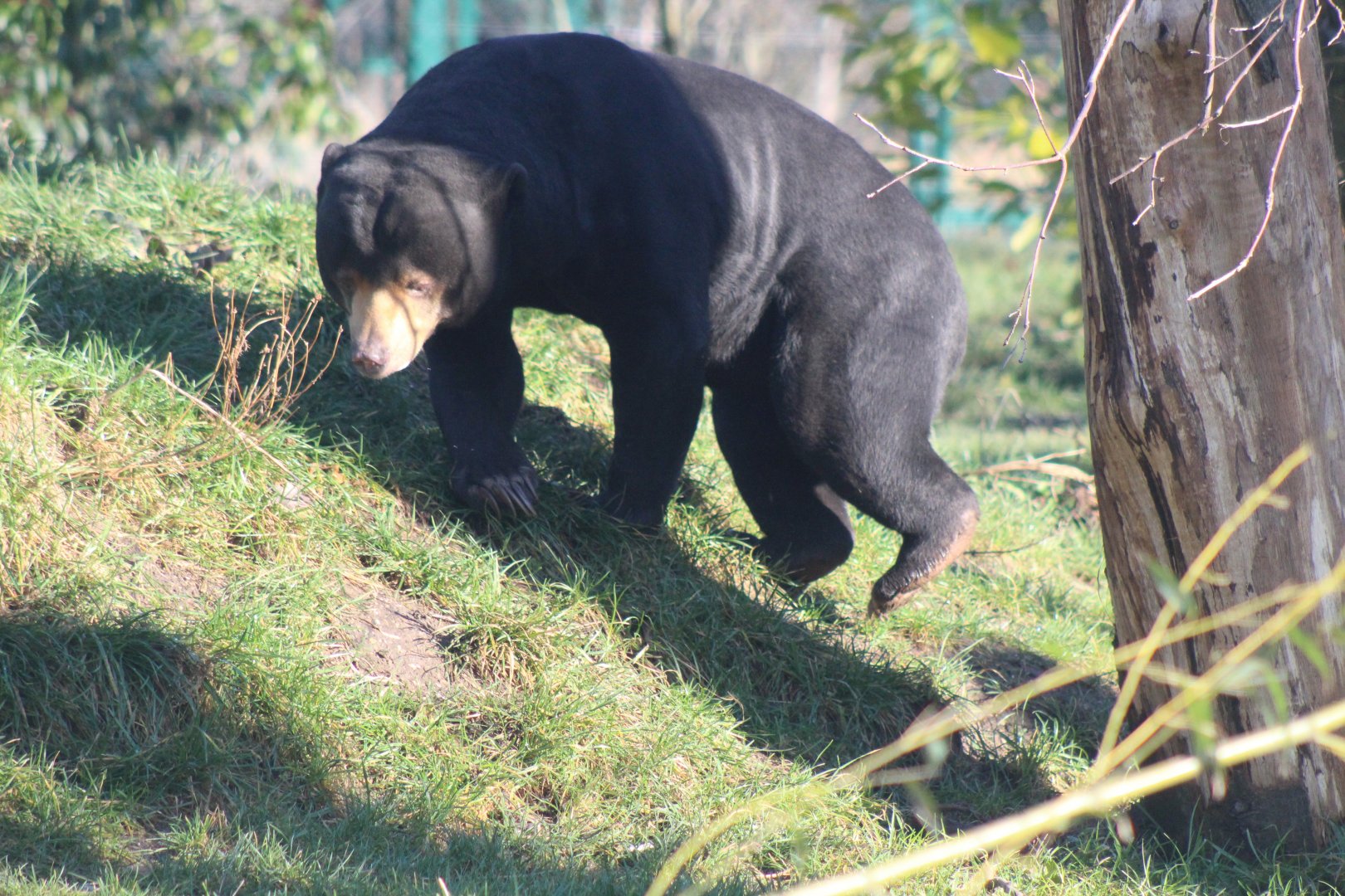 Sun Bear