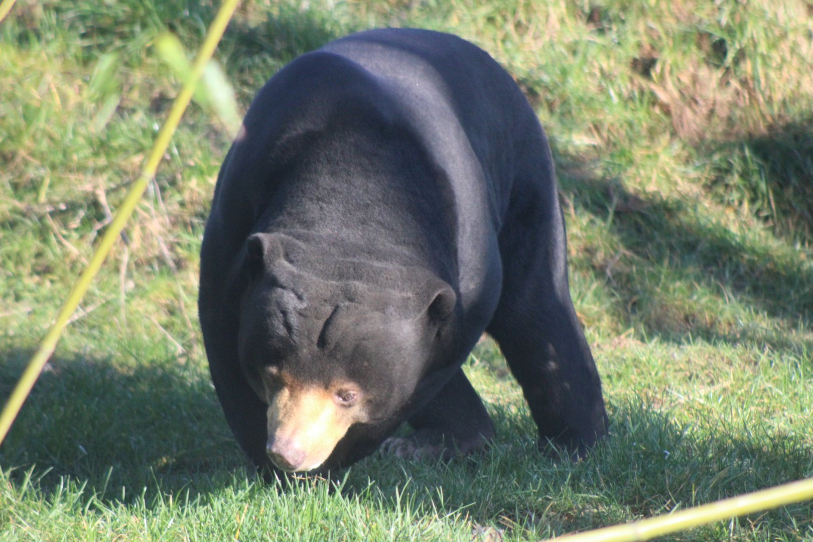 Sun Bear