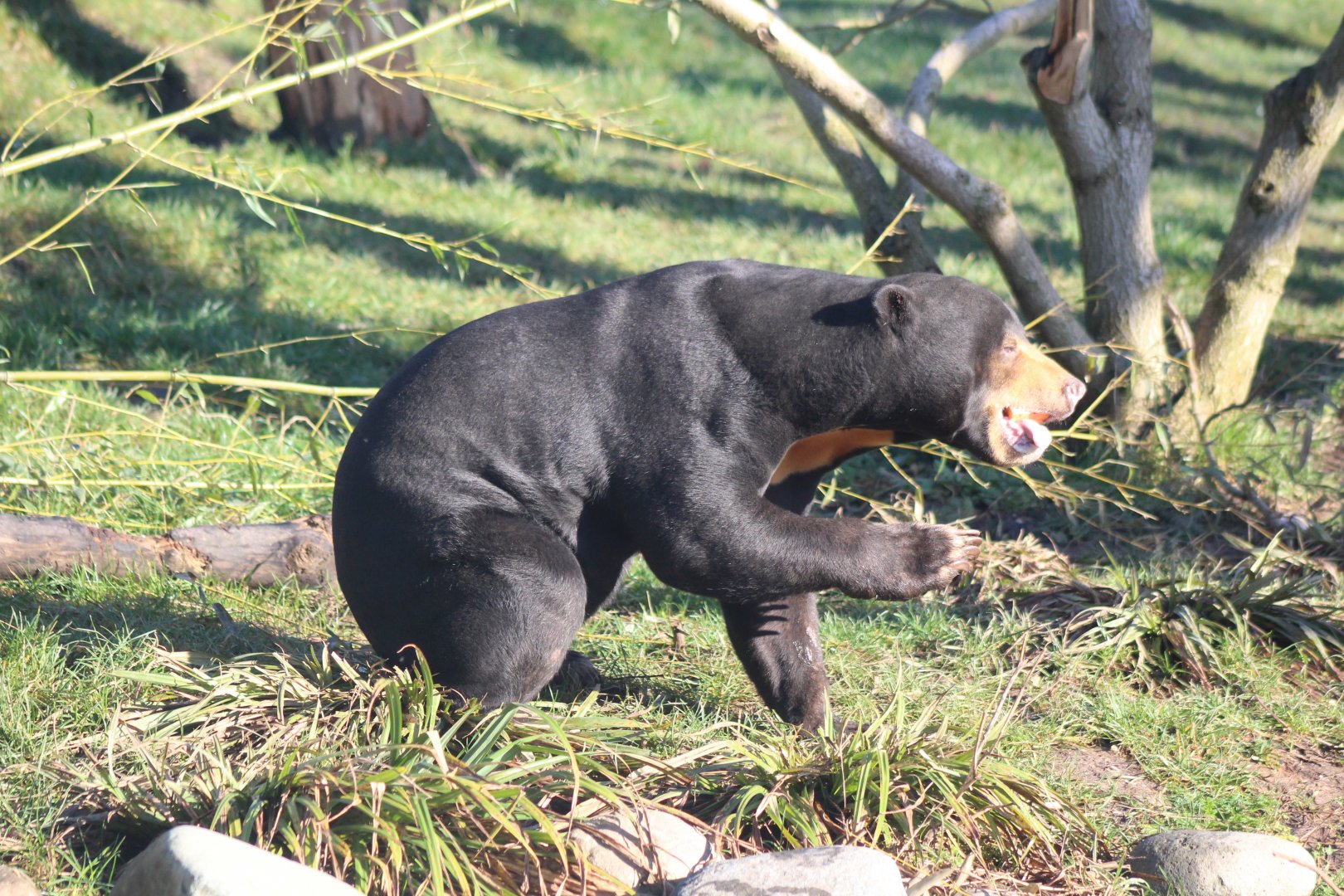 Sun Bear