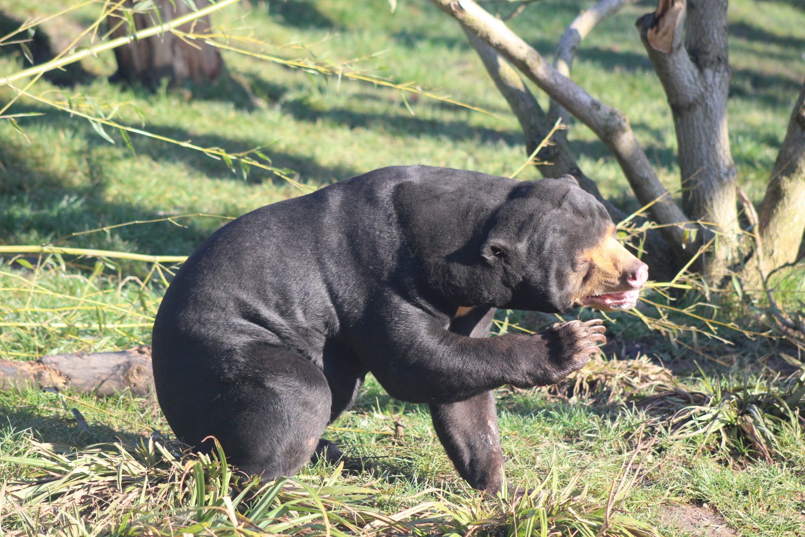 Sun Bear
