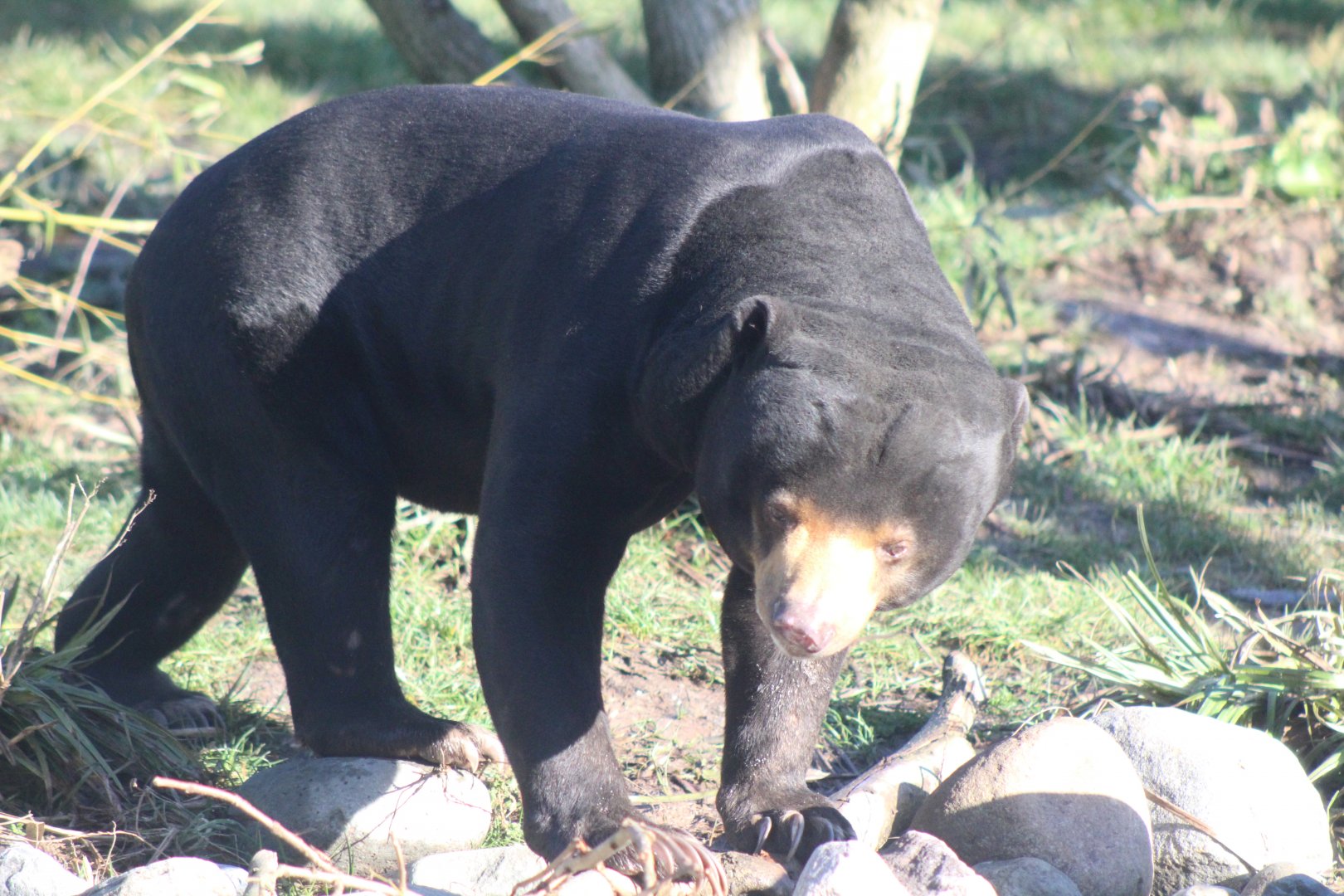 Sun Bear
