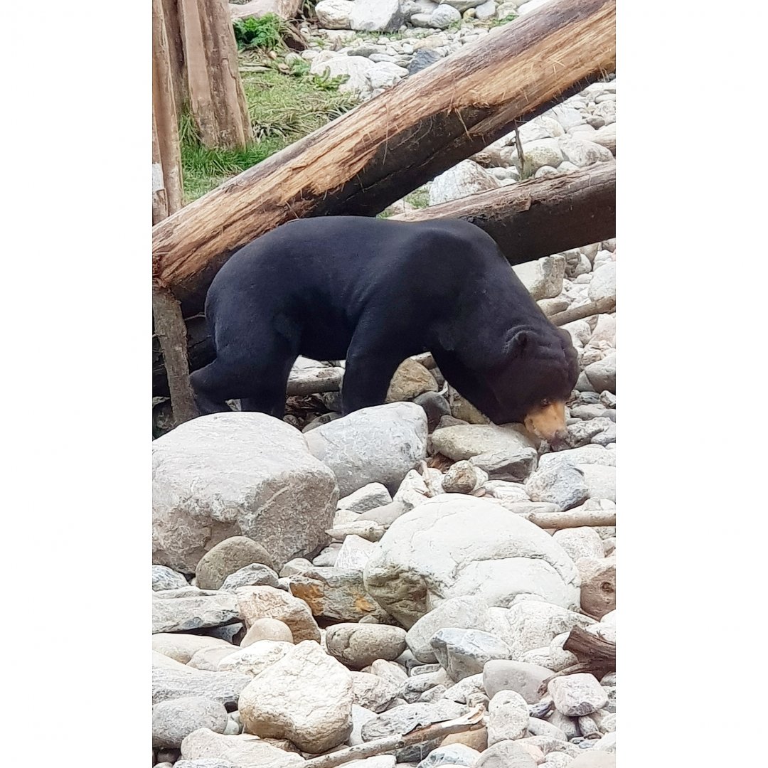 Sun Bear