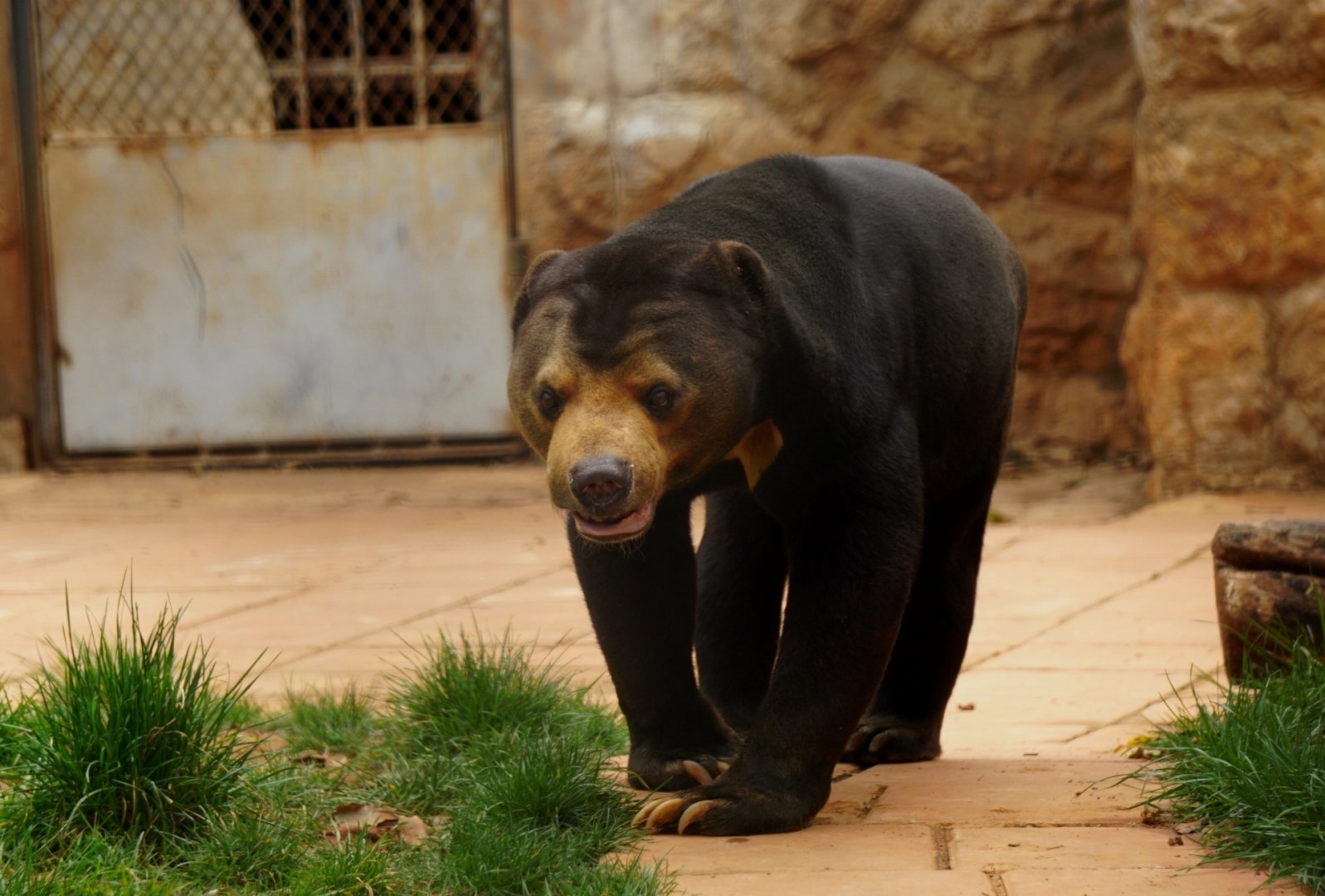 Sun bear