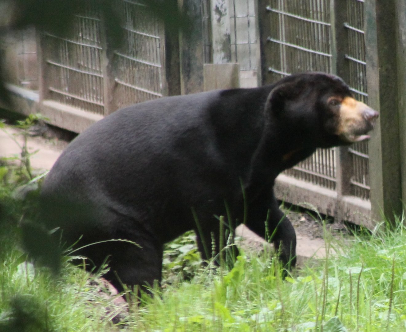 Sun bear