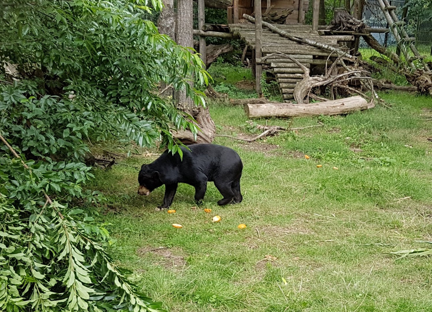Sun bear